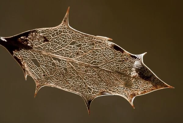 European Holly (Ilex aquifolium) skeleton of decaying leaf, England, october