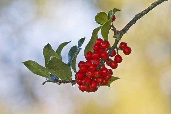 European Holly (Ilex aquifolium) close-up of berries and leaves, Dorset, England, november