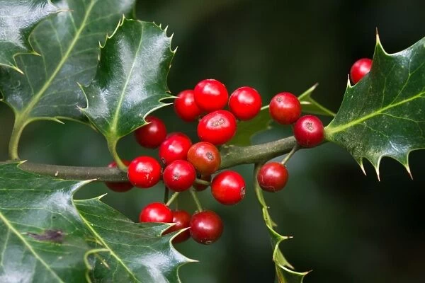European Holly (Ilex aquifolium) close-up of berries, West Sussex, England, october