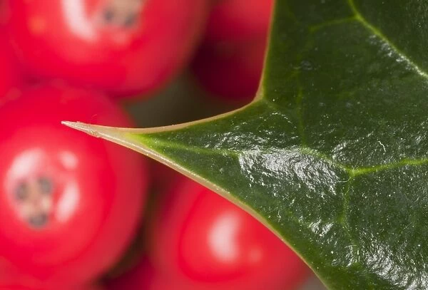 European Holly (Ilex aquifolium) close-up of leaf prickle, with berries in background, England, october