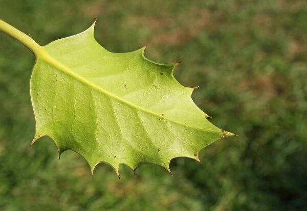 European Holly (Ilex aquifolium) close-up of juvenile leaf underside, Mendlesham, Suffolk, England, September