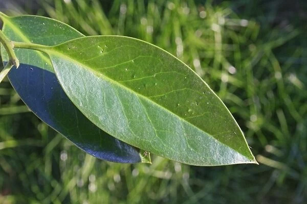 European Holly (Ilex aquifolium) close-up of mature leaf, spineless shape from upper crown, Mendlesham, Suffolk