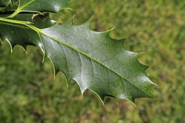 European Holly (Ilex aquifolium) close-up of leaf, Suffolk, England, March