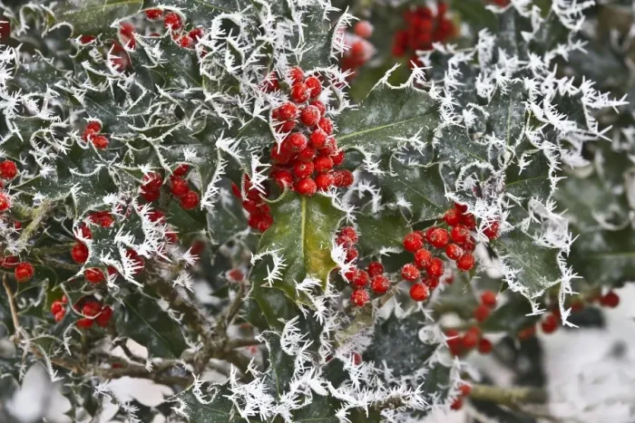 Framed Print : European Holly (Ilex aquifolium) close-up of rime frost covered leaves and berries, Dorset, England, december Framed Print : European Holly (Ilex aquifolium) close-up of rime frost covered leaves and berries, Dorset, England, december