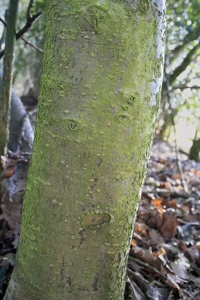 European Holly (Ilex aquifolium) close-up of trunk, growing in woodland, Vicarage Plantation, Mendlesham, Suffolk