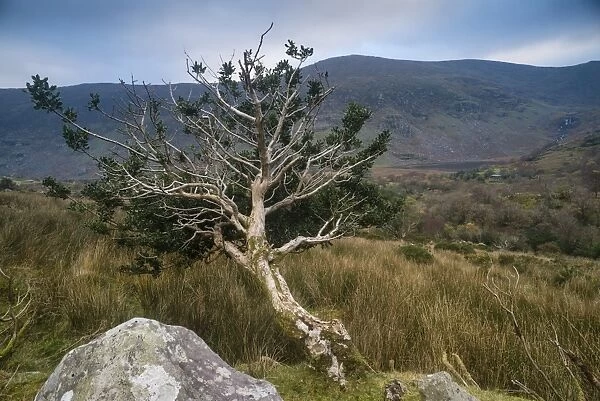 European Holly (Ilex aquifolium) gnarled habit, growing on hillside, Black Valley, Macgillycuddys Reeks, Killarney