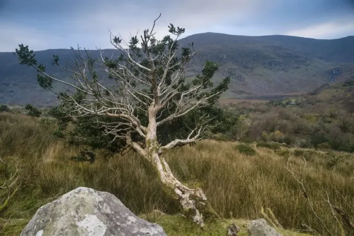 Framed Print : European Holly (Ilex aquifolium) gnarled habit, growing on hillside, Black Valley, Macgillycuddys Reeks, Killarney Framed Print : European Holly (Ilex aquifolium) gnarled habit, growing on hillside, Black Valley, Macgillycuddys Reeks, Killarney