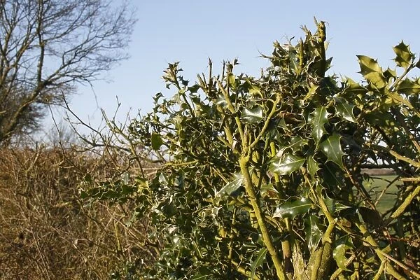 European Holly (Ilex aquifolium) leaves, growing in flailed hedgerow, Bacton, Suffolk, England, march