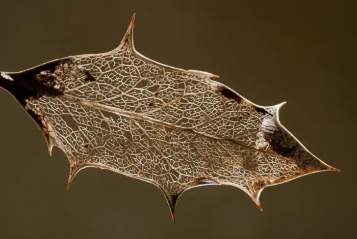 Framed Print : European Holly (Ilex aquifolium) skeleton of decaying leaf, England, october