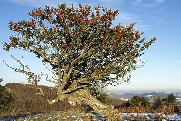 European Holly (Ilex aquifolium) veteran tree, habit, with fruit, Northern Stiperstones, Shropshire, England, december
