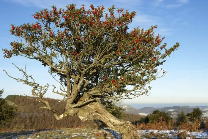 Framed Print : European Holly (Ilex aquifolium) veteran tree, habit, with fruit, Northern Stiperstones, Shropshire, England, december Framed Print : European Holly (Ilex aquifolium) veteran tree, habit, with fruit, Northern Stiperstones, Shropshire, England, december