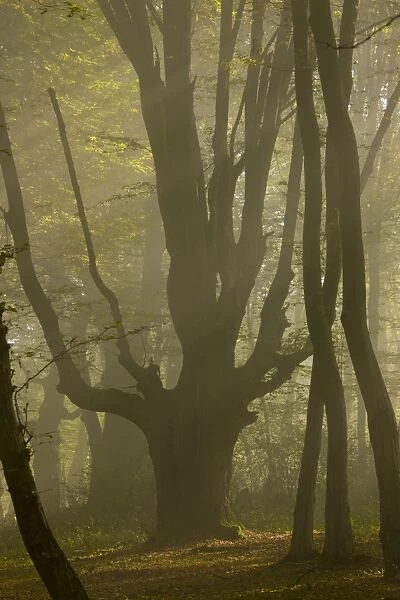 European Hornbeam (Carpinus betulus) old pollarded tree, in forest habitat in early morning mist