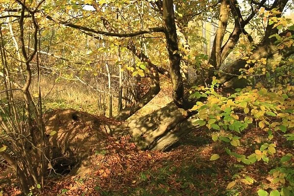 European Hornbeam (Carpinus betulus) partially fallen trunk, growing in ancient woodland habitat