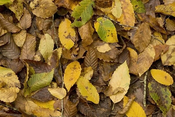European Hornbeam (Carpinus betulus) fallen leaves in autumn, Dordogne, France, November