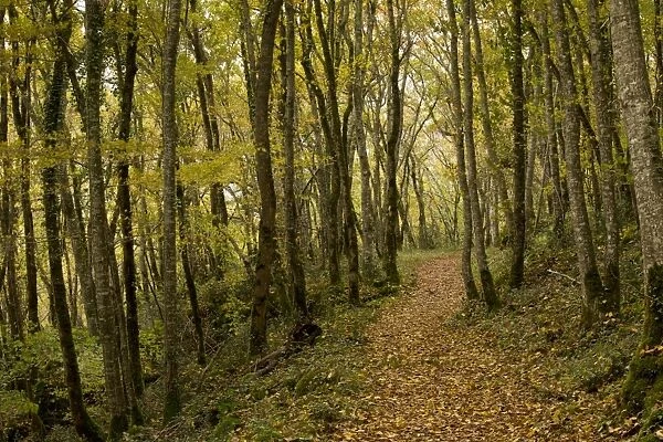 European Hornbeam (Carpinus betulus) and Sessile Oak (Quercus petraea) mixed forest habitat with pathway