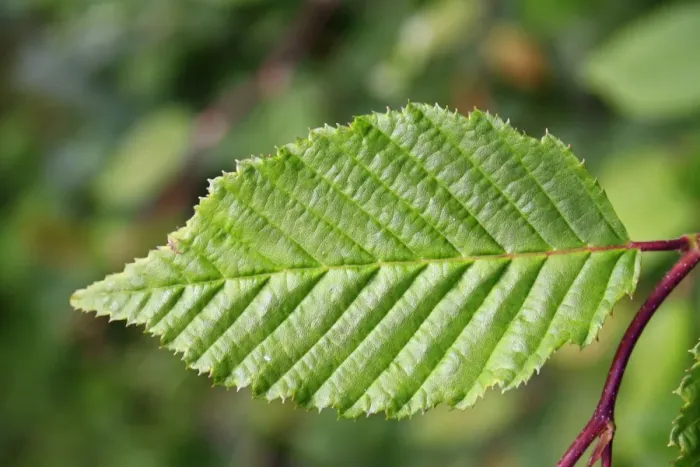 Framed Print : European Hornbeam (Carpinus betulus) close-up of leaf, growing in hedgerow, Bacton, Suffolk, England, July Framed Print : European Hornbeam (Carpinus betulus) close-up of leaf, growing in hedgerow, Bacton, Suffolk, England, July