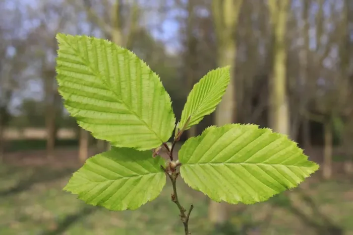 Framed Print : European Hornbeam (Carpinus betulus) close-up of leaves, growing in woodland, Vicarage Plantation, Mendlesham, Suffolk