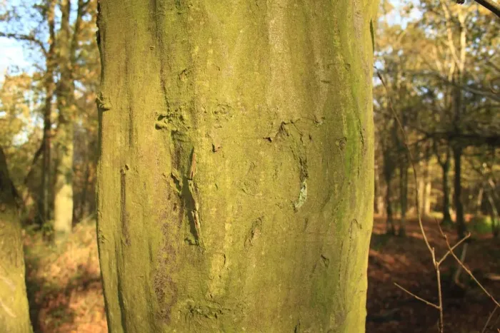 Framed Print : European Hornbeam (Carpinus betulus) close-up of trunk, growing in ancient woodland, Wolves Wood RSPB Reserve Framed Print : European Hornbeam (Carpinus betulus) close-up of trunk, growing in ancient woodland, Wolves Wood RSPB Reserve