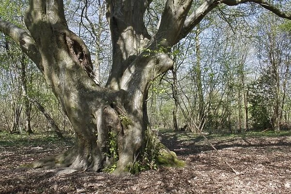 European Hornbeam (Carpinus betulus) habit, ancient tree growing in woodland, Barking Tye, Suffolk, England, april