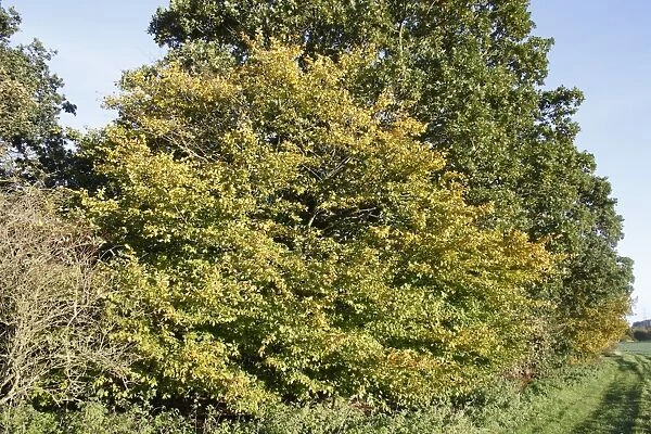 European Hornbeam (Carpinus betulus) habit, growing in woodland at edge of arable farmland, Thornham Magna, Suffolk