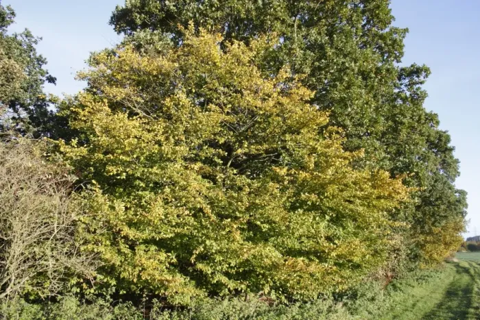 Framed Print : European Hornbeam (Carpinus betulus) habit, growing in woodland at edge of arable farmland, Thornham Magna, Suffolk Framed Print : European Hornbeam (Carpinus betulus) habit, growing in woodland at edge of arable farmland, Thornham Magna, Suffolk