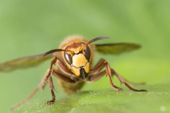 Framed Print : European Hornet (Vespa crabro) adult, resting on leaf, England, april Framed Print : European Hornet (Vespa crabro) adult, resting on leaf, England, april