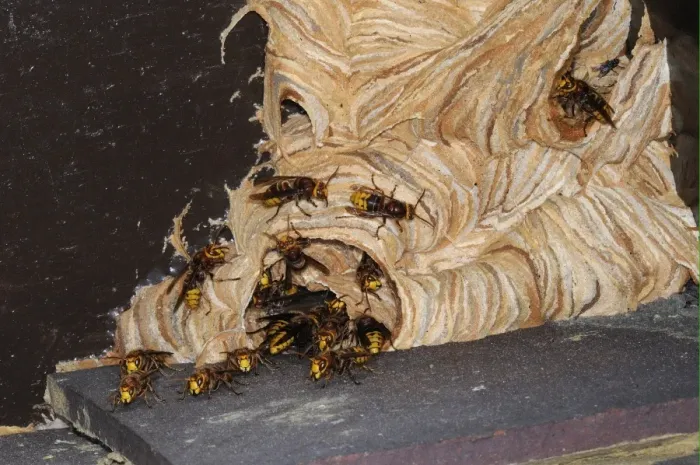 Framed Print : European Hornet (Vespa crabro) adults, at entrance of nest under house eaves, Oxfordshire, England, september