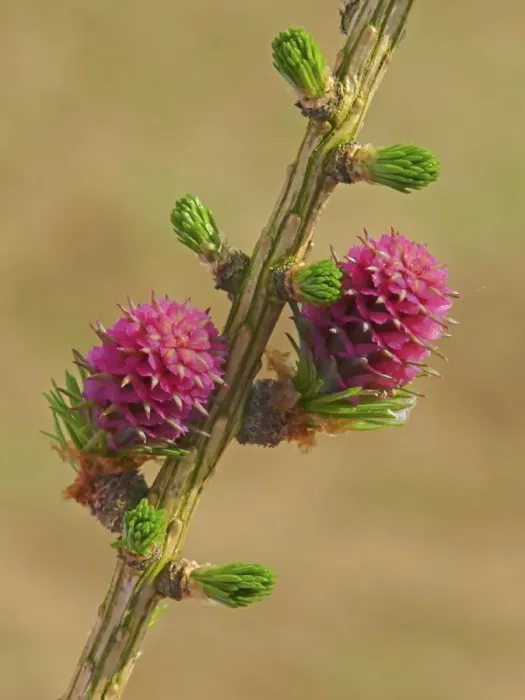 Framed Print : European Larch (Larix decidua) close-up of female flowers, Leicestershire, England, march Framed Print : European Larch (Larix decidua) close-up of female flowers, Leicestershire, England, march