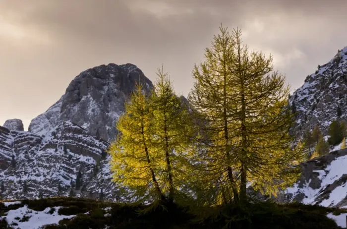 Framed Print : European Larch (Larix decidua) habit, with needles in autumn colour, backlit at dawn, Passo di Valles, Dolomites Framed Print : European Larch (Larix decidua) habit, with needles in autumn colour, backlit at dawn, Passo di Valles, Dolomites