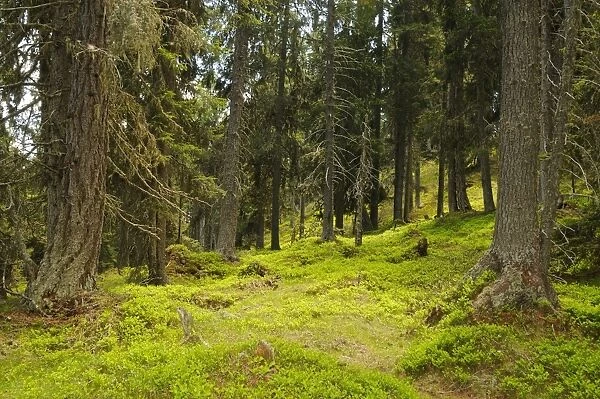 European Larch (Larix decidua) and Norway Spruce (Picea abies) forest habitat, Italian Alps, Italy, June