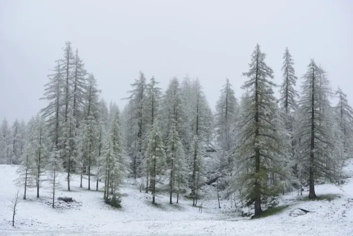 Framed Print : European Larch (Larix decidua) snow covered forest habitat, Italian Alps, Italy, May Framed Print : European Larch (Larix decidua) snow covered forest habitat, Italian Alps, Italy, May