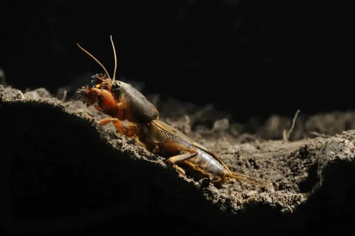 Framed Print : European Mole Cricket (Gryllotalpa gryllotalpa) adult, emerging from burrow at night, Italy, may Framed Print : European Mole Cricket (Gryllotalpa gryllotalpa) adult, emerging from burrow at night, Italy, may