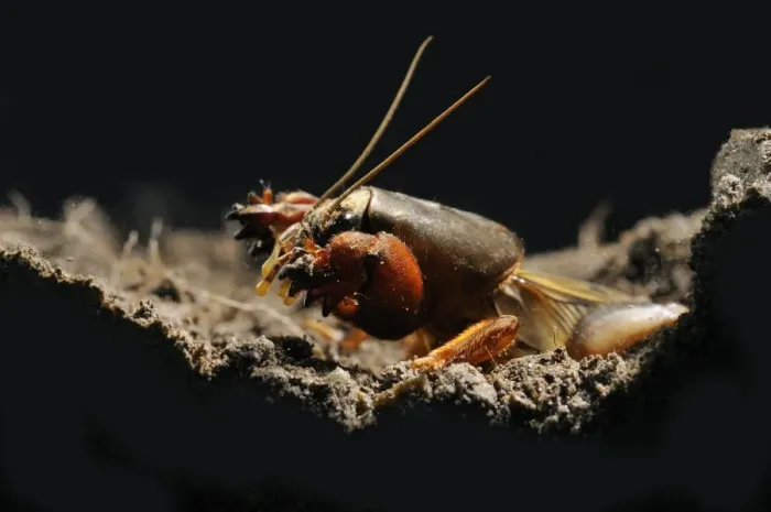 Framed Print : European Mole Cricket (Gryllotalpa gryllotalpa) adult, emerging from burrow at night, Italy, may Framed Print : European Mole Cricket (Gryllotalpa gryllotalpa) adult, emerging from burrow at night, Italy, may