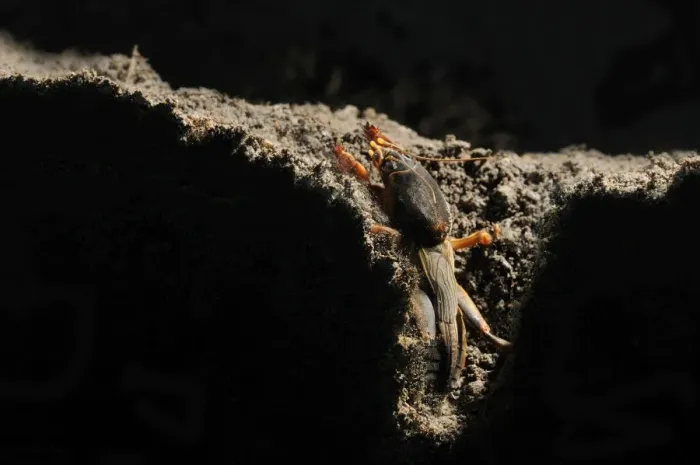 Framed Print : European Mole Cricket (Gryllotalpa gryllotalpa) adult, emerging from burrow at night, Italy, may Framed Print : European Mole Cricket (Gryllotalpa gryllotalpa) adult, emerging from burrow at night, Italy, may
