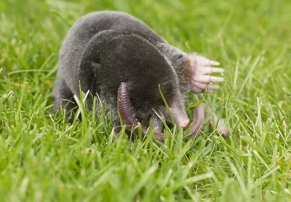 European Mole (Talpa europaea) adult, feeding on earthworm, on garden lawn, Chipping, Lancashire, England, August