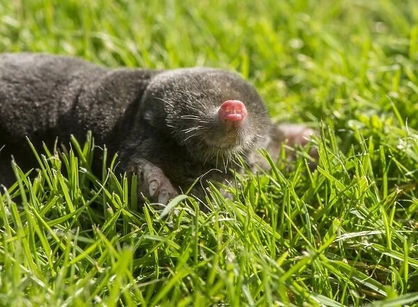 European Mole (Talpa europaea) adult, with nose raised, on garden lawn, Chipping, Lancashire, England, August