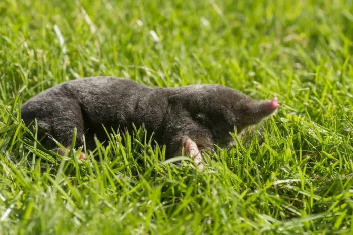 Framed Print : European Mole (Talpa europaea) adult, on garden lawn, Chipping, Lancashire, England, August Framed Print : European Mole (Talpa europaea) adult, on garden lawn, Chipping, Lancashire, England, August