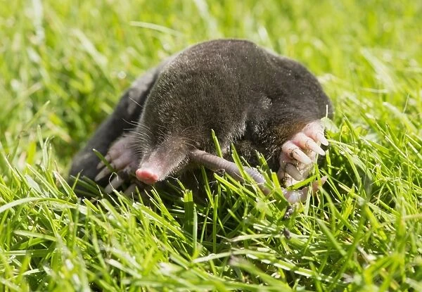 European Mole (Talpa europaea) adult, feeding on earthworm, on garden lawn, Chipping, Lancashire, England, August