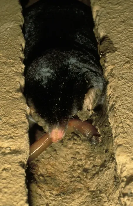 Framed Print : European Mole (Talpa europaea) adult, feeding on earthworm in tunnel, Italy Framed Print : European Mole (Talpa europaea) adult, feeding on earthworm in tunnel, Italy