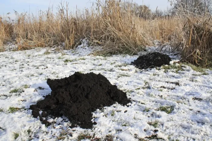Framed Print : European Mole (Talpa europaea) fortress molehills, on path in snow covered river valley fen, Redgrave and Lopham Fen N. N. R. Waveney Valley, Suffolk, England, november Framed Print : European Mole (Talpa europaea) fortress molehills, on path in snow covered river valley fen, Redgrave and Lopham Fen N. N. R. Waveney Valley, Suffolk, England, november