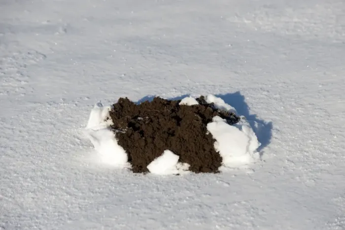 Framed Print : European Mole (Talpa europaea) molehill, emerging through snow, England, november Framed Print : European Mole (Talpa europaea) molehill, emerging through snow, England, november