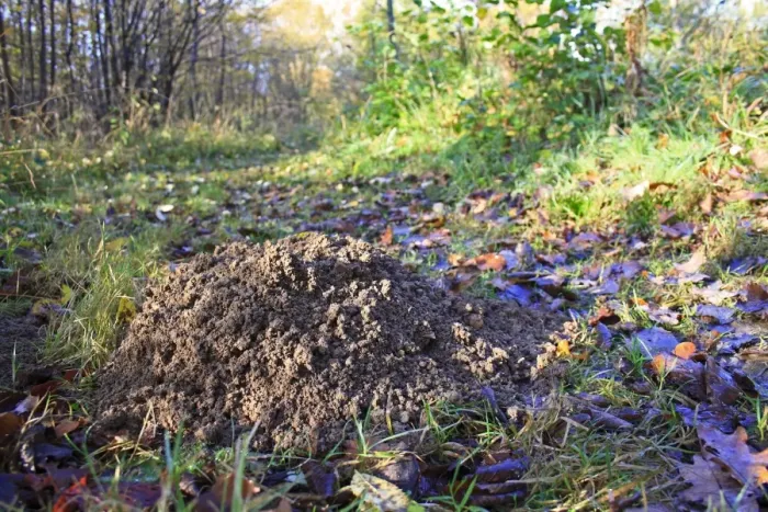 Framed Print : European Mole (Talpa europaea) molehill, on path in ancient coppiced woodland, Wolves Wood RSPB Reserve, Hadleigh, Suffolk, England, november Framed Print : European Mole (Talpa europaea) molehill, on path in ancient coppiced woodland, Wolves Wood RSPB Reserve, Hadleigh, Suffolk, England, november