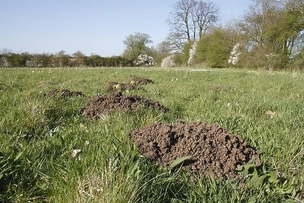 European Mole (Talpa europaea) molehills, in unimproved hay meadow habitat, Mickfield Meadow Nature Reserve, Mickfield, Suffolk, England, april