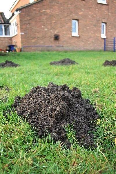 European Mole (Talpa europaea) molehills, on garden lawn, Bacton, Suffolk, England, january