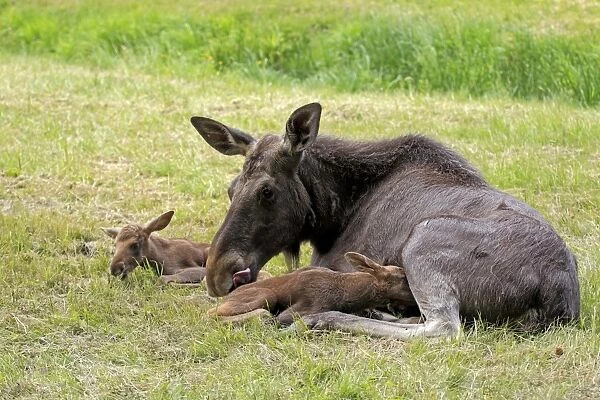 European Moose (Alces alces alces) adult female with two calves, suckling, may (captive)