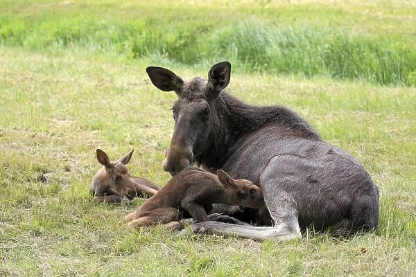European Moose (Alces alces alces) adult female with two calves, suckling, may (captive)