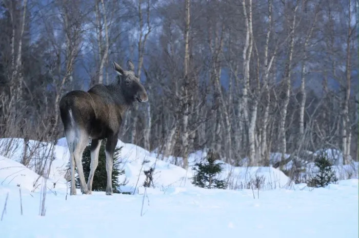 Framed Print : European Moose (Alces alces alces) adult, standing on snow at edge of birch forest habitat, Norway, february Framed Print : European Moose (Alces alces alces) adult, standing on snow at edge of birch forest habitat, Norway, february