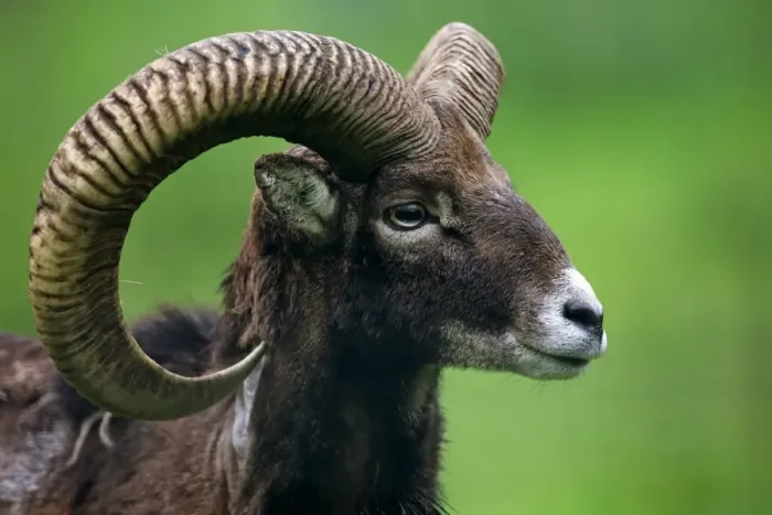 Framed Print : European Mouflon (Ovis orientalis musimon) adult male, close-up of head (captive) Framed Print : European Mouflon (Ovis orientalis musimon) adult male, close-up of head (captive)