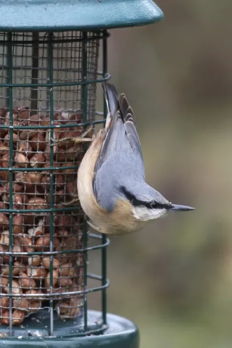 Framed Print : European Nuthatch (Sitta europaea) adult, feeding on peanuts from garden feeder, Leicestershire, England, january Framed Print : European Nuthatch (Sitta europaea) adult, feeding on peanuts from garden feeder, Leicestershire, England, january