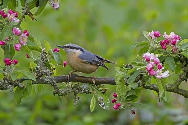 European Nuthatch (Sitta europaea) adult, perched in Crabapple (Malus sp. ) tree with blossom, Shropshire, England, april